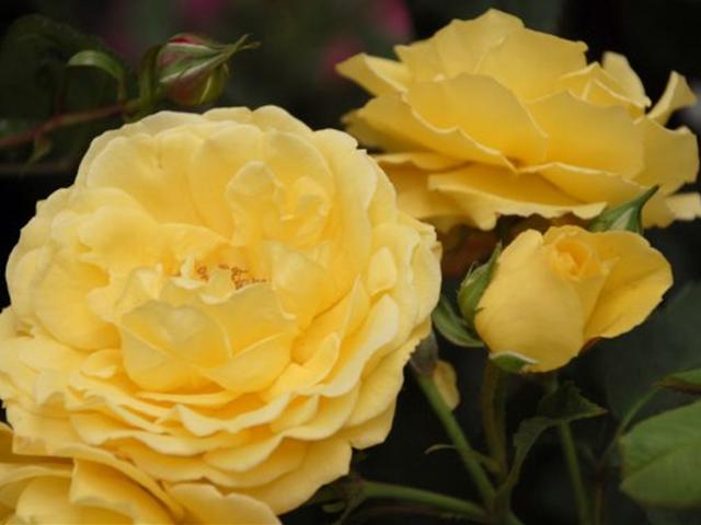 STELLA DORATA 